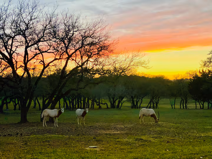 An orange Hill Country sunset behind oak trees and grazing animals
